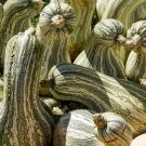 30 Green Striped Cushaw Squash Pumpkin Cucurbita Mixta Vegetable Seeds Easy to Grow