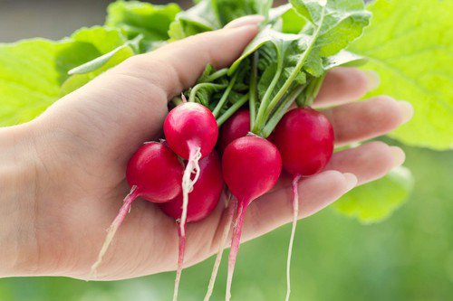 2000 Cherry Belle Radish Raphanus Sativus Vegetable Seeds Easy to Grow