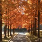 20 Dawn Redwood Tree Metasequoia Glyptostroboides Conifer Seeds Easy to Grow