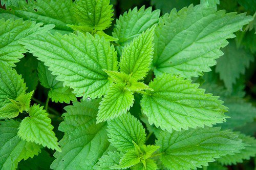 200 Stinging Nettle Urtica Dioica Common California Bull Nettle Flower Seeds Easy to Grow