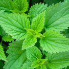 200 Stinging Nettle Urtica Dioica Common California Bull Nettle Flower Seeds Easy to Grow