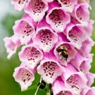 1000 Pink Foxglove Digiitalis Purpurea Flower Seeds Easy to Grow
