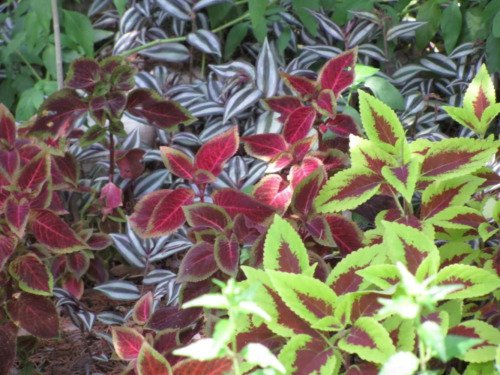 100 Mixed Colors Coleus Rainbow Mix Shade Houseplant Solenostemon Flower Seeds Easy to Grow