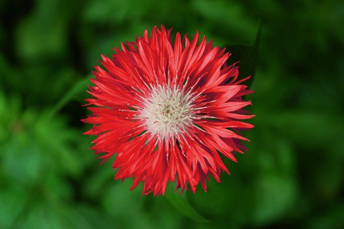 750 Red Bachelor'S Button Cornflower Centaurea Cyanus Flower Seeds Easy to Grow