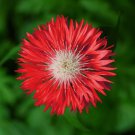 750 Red Bachelor'S Button Cornflower Centaurea Cyanus Flower Seeds Easy to Grow