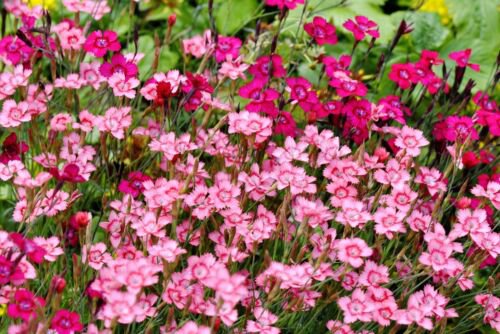 550 Maiden Pinks Mixed Colors Dianthus Deltoides Flower Seeds Easy to Grow