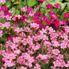 550 Maiden Pinks Mixed Colors Dianthus Deltoides Flower Seeds Easy to Grow