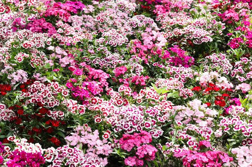 500 Mixed Colors Sweet William Dianthus Barbatus Red Pink Bicolor Flower Seeds Easy to Grow