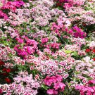 500 Mixed Colors Sweet William Dianthus Barbatus Red Pink Bicolor Flower Seeds Easy to Grow