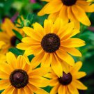 500 Brown Eyed Sn Rudbeckia Triloba Flower Seeds Easy to Grow