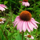 50 Pink Baby Coneflower Echinacea Pallida Flower Seeds Easy to Grow