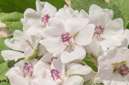 50 White Marsh Mallow Althaea Officinalis Flower Seeds Easy to Grow