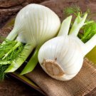 300 Sweet Florence Fennel Foeniculum Vulgare Azoricum Herb Vegetable Flower Seed Easy to Grow