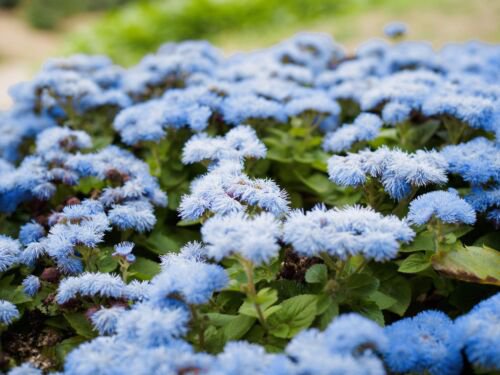 250 Dwarf Blue Bedder Ageratum Floss Flower Ageratum Houstonianum Flower Seeds Easy to Grow