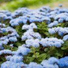 250 Dwarf Blue Bedder Ageratum Floss Flower Ageratum Houstonianum Flower Seeds Easy to Grow