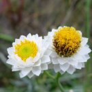 250 White Winged Everlasting Ammobium Alatum Flower Seeds Easy to Grow