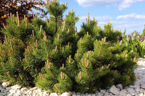 25 Mugo Pine Dwarf Evergreen Pinus Pumilio Shrub Seeds Easy to Grow