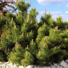 25 Mugo Pine Dwarf Evergreen Pinus Pumilio Shrub Seeds Easy to Grow