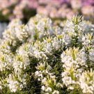 200 White Queen Cleome Hassleriana Cleome Spinosa Spider Flower Seeds Easy to Grow