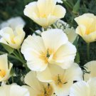 1000 White California Poppy Eschscholzia Californica Flower Seeds Easy to Grow