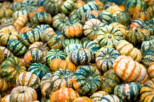 15 Carnival Squash Winter Cucurbita Pepo Vegetable Seeds Easy to Grow
