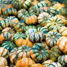 15 Carnival Squash Winter Cucurbita Pepo Vegetable Seeds Easy to Grow