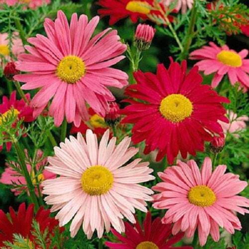 100 Mixed Colors Robinsons Painted Daisy Chrysanthemum Pink Red Rose Seeds Easy to Grow