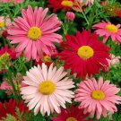 100 Mixed Colors Robinsons Painted Daisy Chrysanthemum Pink Red Rose Seeds Easy to Grow