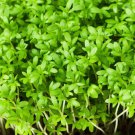 1000 Fine Curled Peppergrass Peppercress Watercress Lepidium Sativum Seeds Easy to Grow