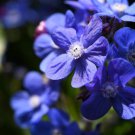100 Blue Italian Alkanet Anch Capensis Flower Seeds Easy to Grow