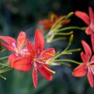 10 Freckleface Blackberry Lily Belamcanda Chinensis Leopard Iris Flower Seeds Easy to Grow