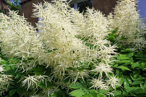 50 White Goats Beard Like Astilbe Aruncus Dioicus Flower Seeds Easy to Grow