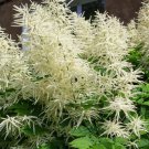50 White Goats Beard Like Astilbe Aruncus Dioicus Flower Seeds Easy to Grow