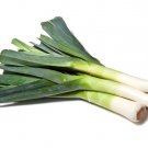 800 American Flag Leek Large Leek Allium Porrum Vegetable Seeds Easy to Grow