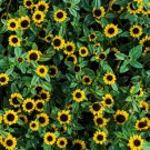150 Yellow Creeping Zinnia Sanvitalia Procumbens Seeds Easy to Grow