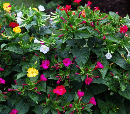 75 Mixed Four O Clock Aka Marvel Of Peru Mirabilis Jalapa Flower Seeds Easy to Grow