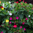 75 Mixed Four O Clock Aka Marvel Of Peru Mirabilis Jalapa Flower Seeds Easy to Grow