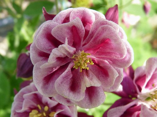 50 Double Winky Rose & White Columbine Aquilegia Vulgaris Flower Seeds Easy to Grow