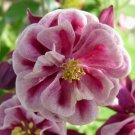 50 Double Winky Rose & White Columbine Aquilegia Vulgaris Flower Seeds Easy to Grow