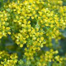 50 Yellow Rue Herb Of Grace Common Ruta Graveolens Fragrant Evergn Flower Seeds Easy to Grow