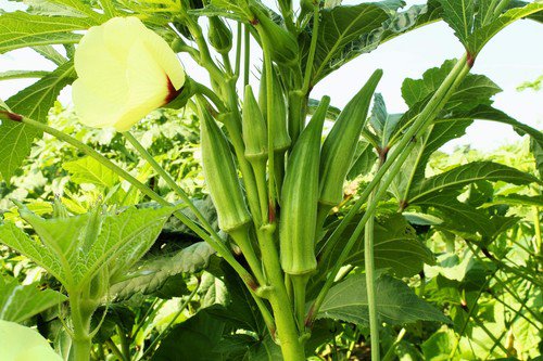 300 Clemson Spineless Green Okra Abelmoscgus Esculentus Vegetable Seeds Easy to Grow