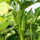 300 Clemson Spineless Green Okra Abelmoscgus Esculentus Vegetable Seeds Easy to Grow