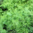 2500 Bouquet Dill Anethum Graveolens Herb Flower Seeds Easy to Grow