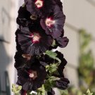 25 Black Hollyhock Alcea Rosea Nigra Flower Seeds Easy to Grow