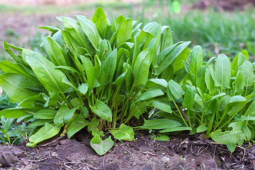 200 Large Leaf Sorrel Garden Sorrel Spinach Dock Redshank Rumex Acetosa Seeds Easy to Grow