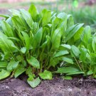 200 Large Leaf Sorrel Garden Sorrel Spinach Dock Redshank Rumex Acetosa Seeds Easy to Grow