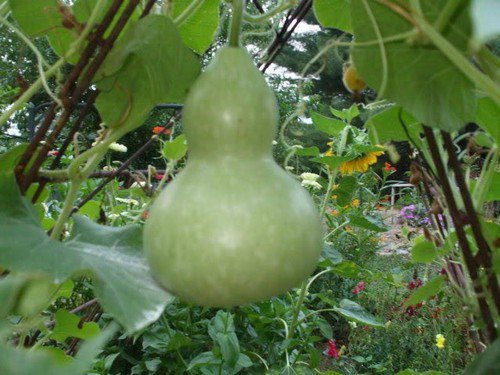 20 Birdhouse Gourd Hard Shelled Gourd Calabash Lagenaria Siceraria Vine Seeds Easy to Grow
