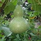 20 Birdhouse Gourd Hard Shelled Gourd Calabash Lagenaria Siceraria Vine Seeds Easy to Grow