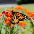 100 Sunset Milkweed Asclepias Curassavica Blood Flower Red Orange Butterfly Seed Easy to Grow