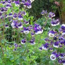 100 Mixed European Columbine Aquilegia Flower Seeds Easy to Grow